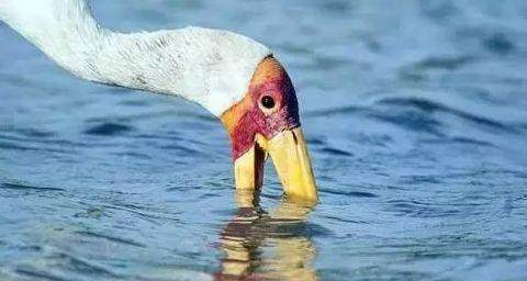 一隻鳥正在捕魚，突然出現一隻鱷魚張開嘴，接下來一幕不可思議！