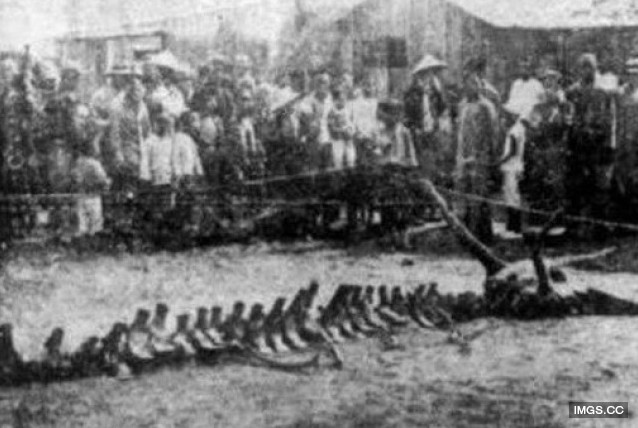 有圖有真相！　蛟龍曾在1934年於遼寧出現