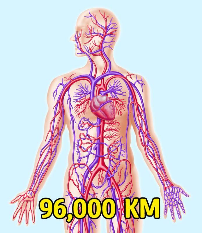 90%的雷擊不會奪命！18個「今天才知道」的超驚奇人體事實XDXD