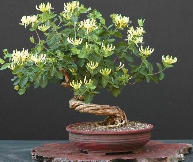 陽台盆栽這4種中草藥，好看又好養活，小病小痛省下藥費錢