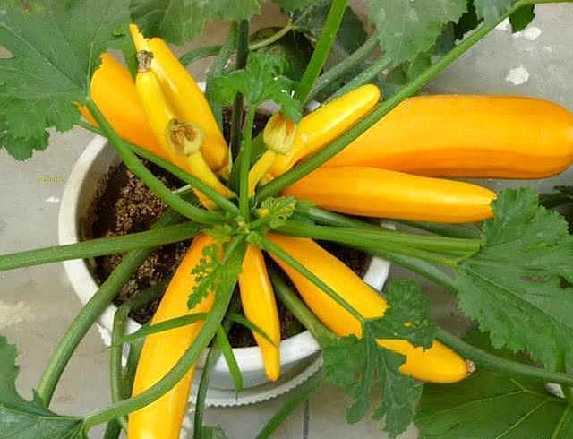 養花人：冬季花盆種上「3盆菜」，省了「買菜錢」，免費吃1冬天