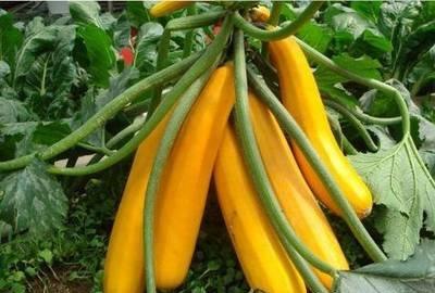 養花人：冬季花盆種上「3盆菜」，省了「買菜錢」，免費吃1冬天