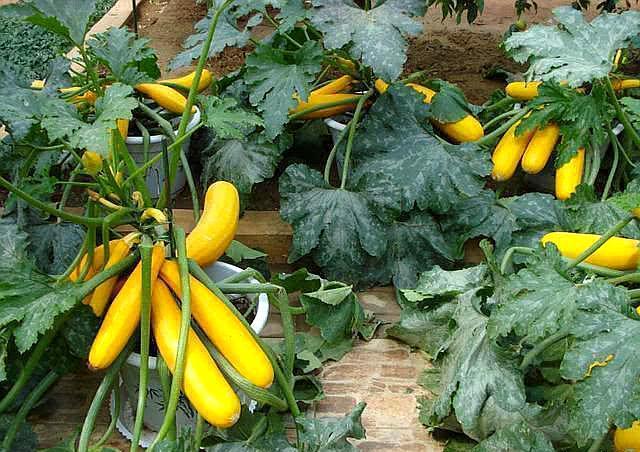 養花人：冬季花盆種上「3盆菜」，省了「買菜錢」，免費吃1冬天