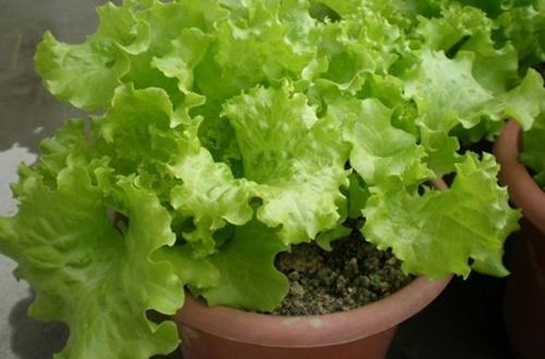 養花人：冬季花盆種上「3盆菜」，省了「買菜錢」，免費吃1冬天