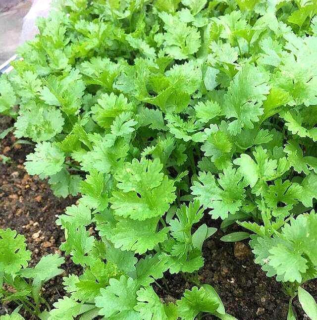 養花人：冬季花盆種上「3盆菜」，省了「買菜錢」，免費吃1冬天