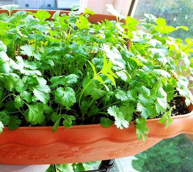 養花人：冬季花盆種上「3盆菜」，省了「買菜錢」，免費吃1冬天