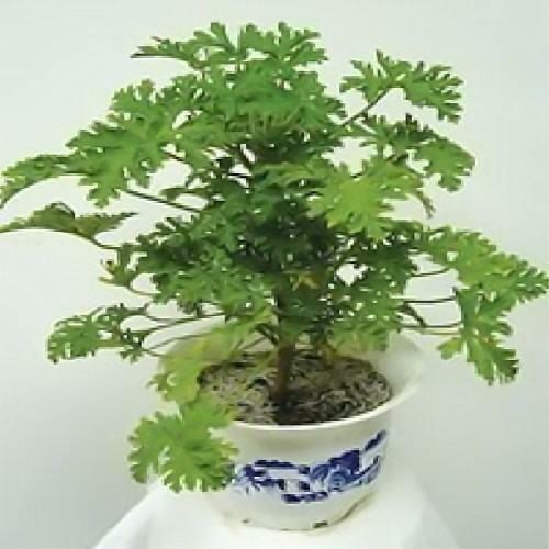 養盆「艾草」在家裡，自帶清香除異味，還能安神助睡眠！ 