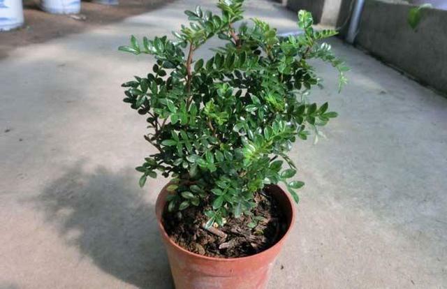 養盆「艾草」在家裡，自帶清香除異味，還能安神助睡眠！ 