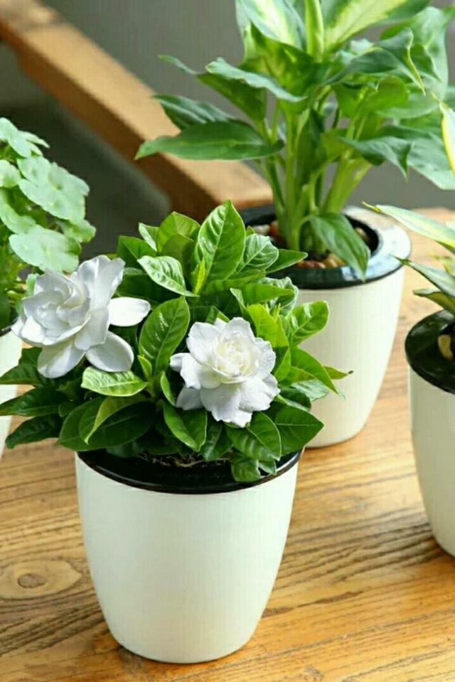 養盆「艾草」在家裡，自帶清香除異味，還能安神助睡眠！ 