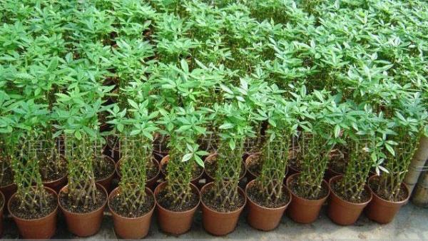 十二生肖養什麼植物「最旺」自己的財運？！想「賺錢」這樣擺就對了！