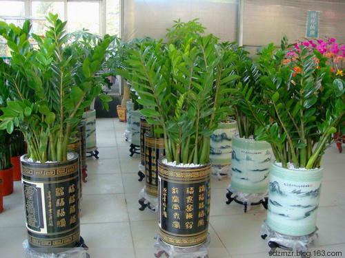 十二生肖養什麼植物「最旺」自己的財運？！想「賺錢」這樣擺就對了！