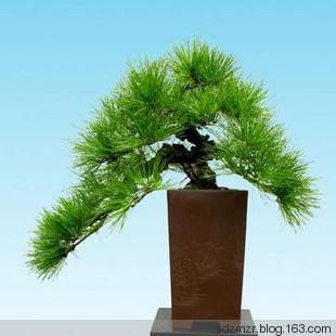 十二生肖養什麼植物「最旺」自己的財運？！想「賺錢」這樣擺就對了！