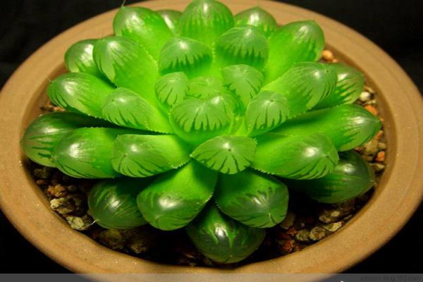 十二生肖養什麼植物「最旺」自己的財運？！想「賺錢」這樣擺就對了！