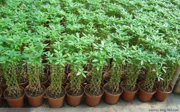 十二生肖養什麼植物「最旺」自己的財運？！想「賺錢」這樣擺就對了！