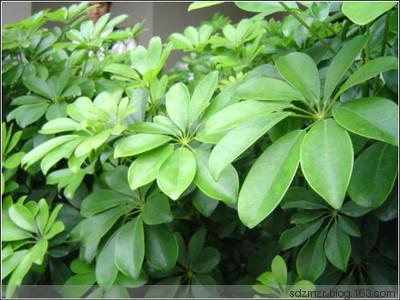 十二生肖養什麼植物「最旺」自己的財運？！想「賺錢」這樣擺就對了！