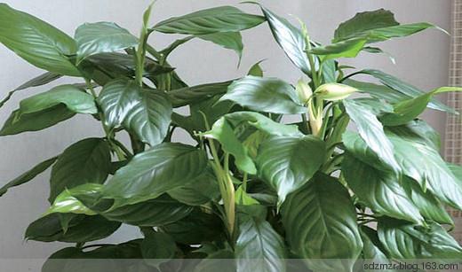 十二生肖養什麼植物「最旺」自己的財運？！想「賺錢」這樣擺就對了！