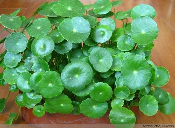 十二生肖養什麼植物「最旺」自己的財運？！想「賺錢」這樣擺就對了！