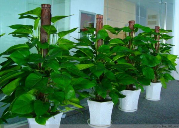 十二生肖養什麼植物「最旺」自己的財運？！想「賺錢」這樣擺就對了！