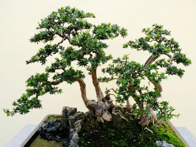 這兩種「樹」，造成老樁「價值」翻倍，其實「1根枝條」就能成活