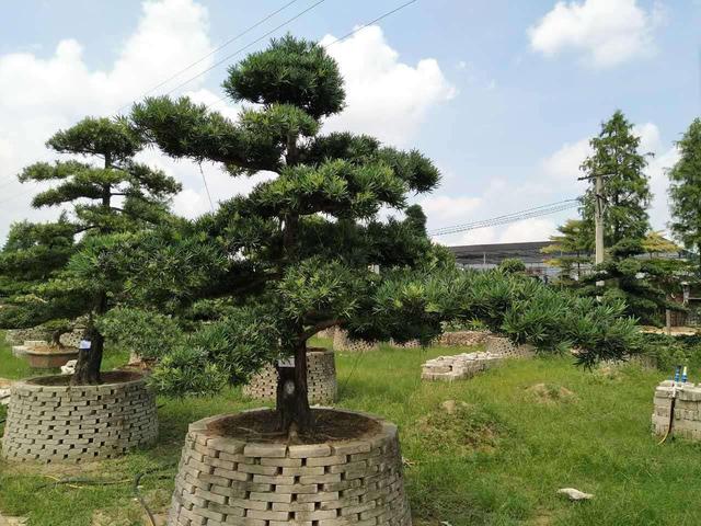 這兩種「樹」，造成老樁「價值」翻倍，其實「1根枝條」就能成活