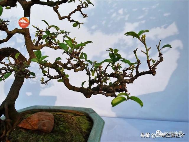 高手玩樹，木無貴賤，取形為上！