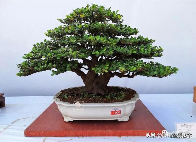 高手玩樹，木無貴賤，取形為上！