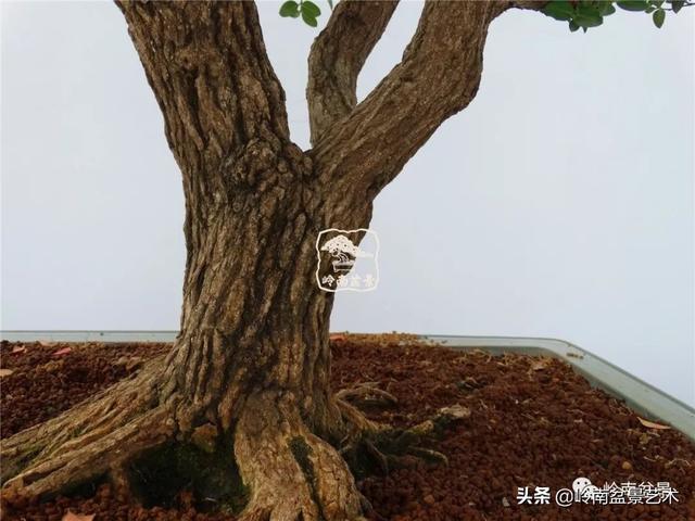 高手玩樹，木無貴賤，取形為上！