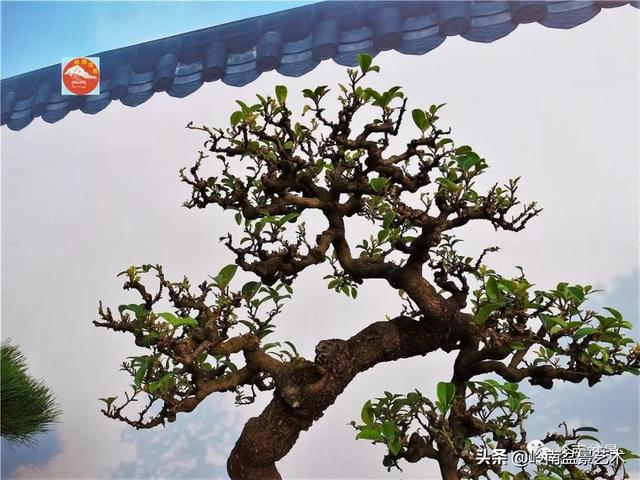 高手玩樹，木無貴賤，取形為上！