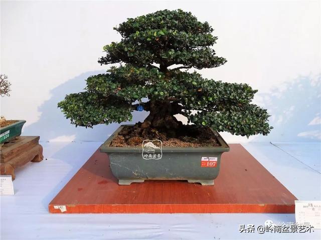 高手玩樹，木無貴賤，取形為上！