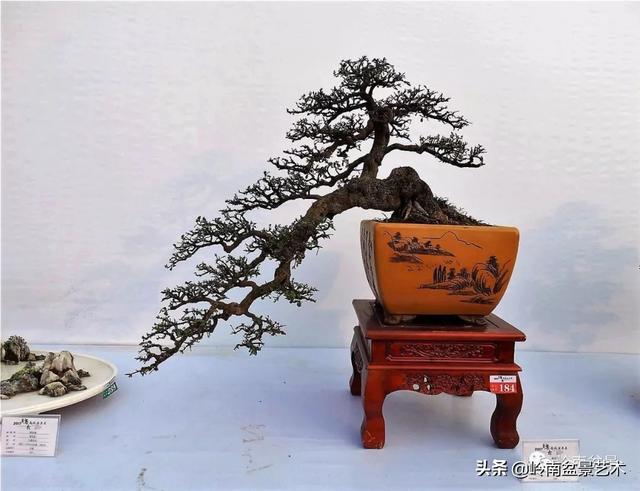 高手玩樹，木無貴賤，取形為上！