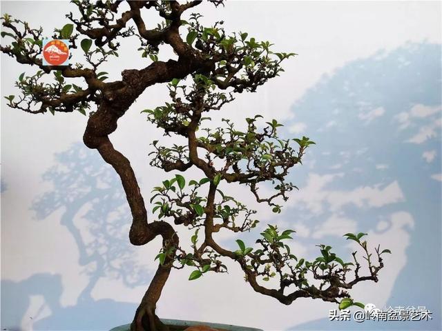 高手玩樹，木無貴賤，取形為上！