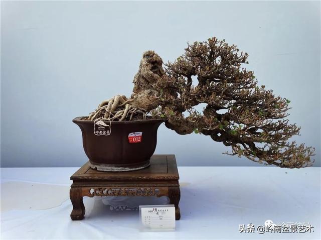 高手玩樹，木無貴賤，取形為上！