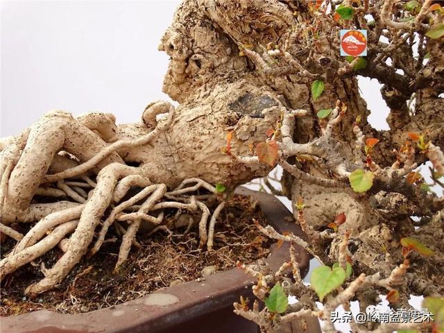 高手玩樹，木無貴賤，取形為上！