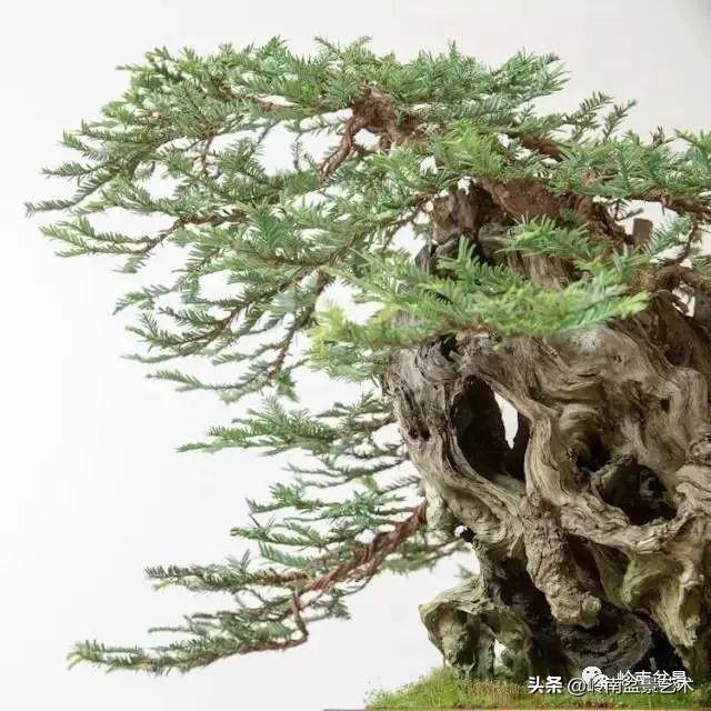 觀皮讀骨選好樹，幹古枝老殘缺美！