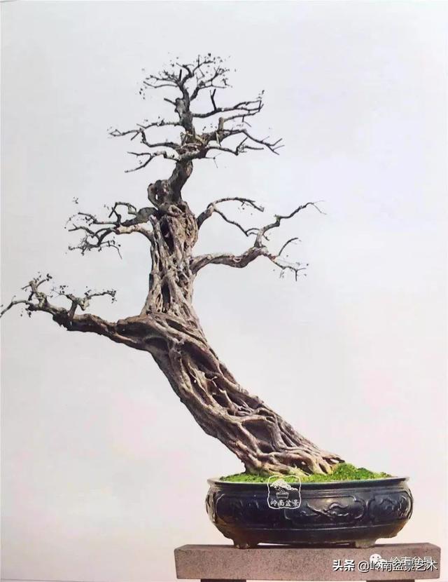 觀皮讀骨選好樹，幹古枝老殘缺美！