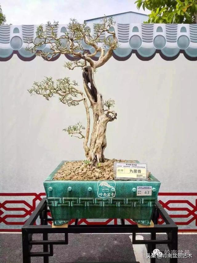 觀皮讀骨選好樹，幹古枝老殘缺美！