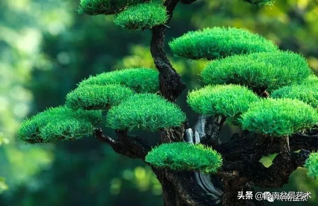 觀皮讀骨選好樹，幹古枝老殘缺美！