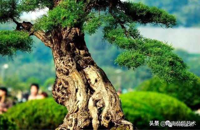 觀皮讀骨選好樹，幹古枝老殘缺美！
