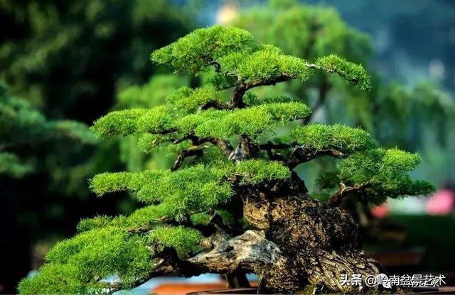 觀皮讀骨選好樹，幹古枝老殘缺美！