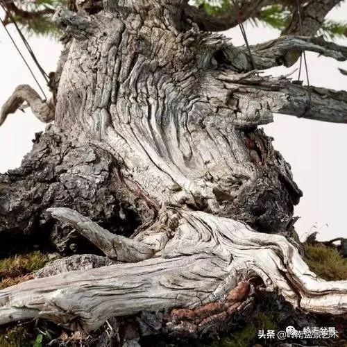觀皮讀骨選好樹，幹古枝老殘缺美！