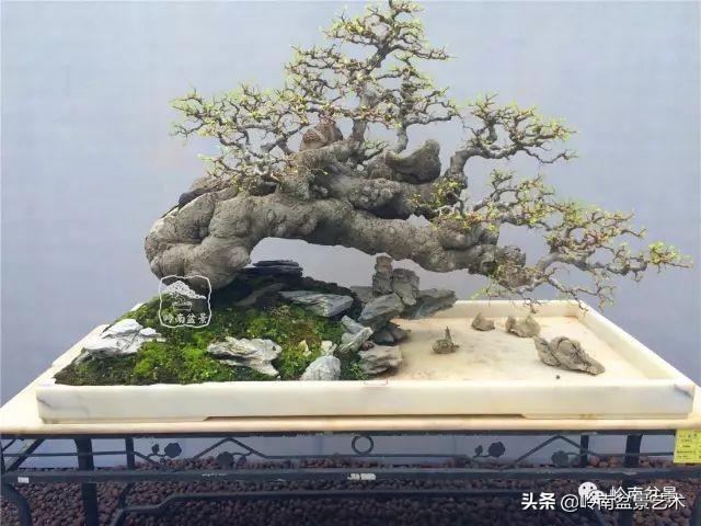 觀皮讀骨選好樹，幹古枝老殘缺美！