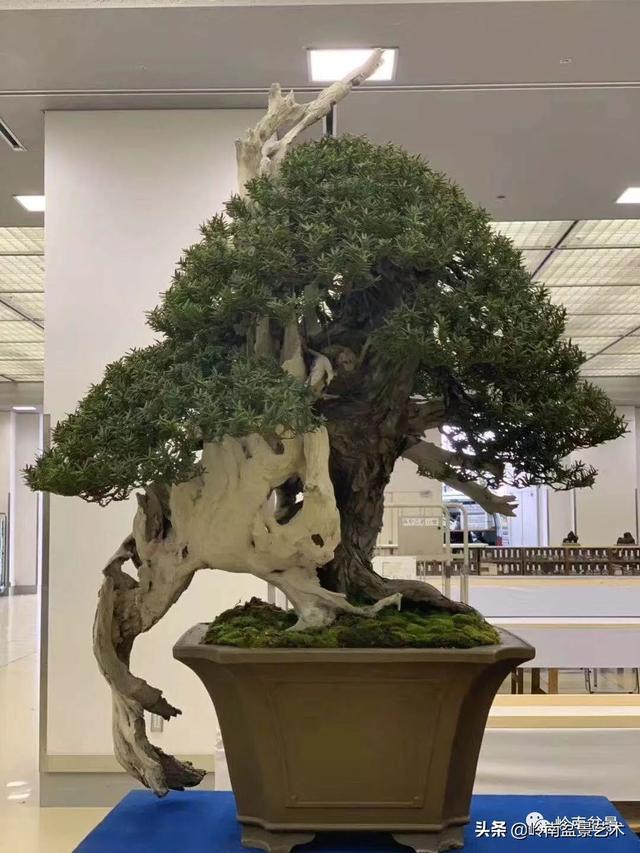 觀皮讀骨選好樹，幹古枝老殘缺美！