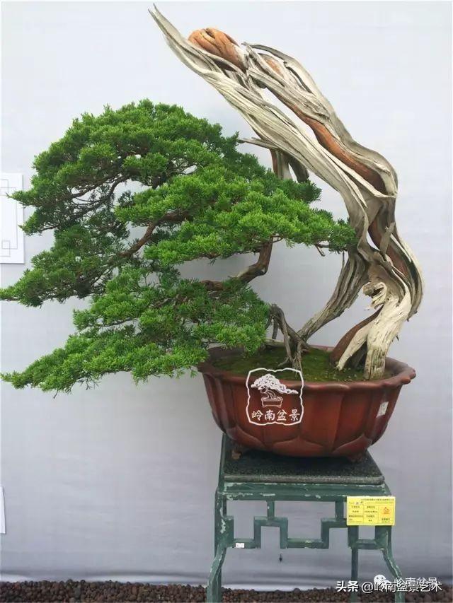 觀皮讀骨選好樹，幹古枝老殘缺美！