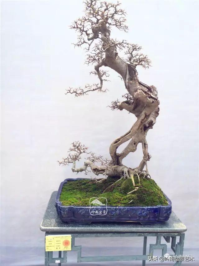 觀皮讀骨選好樹，幹古枝老殘缺美！