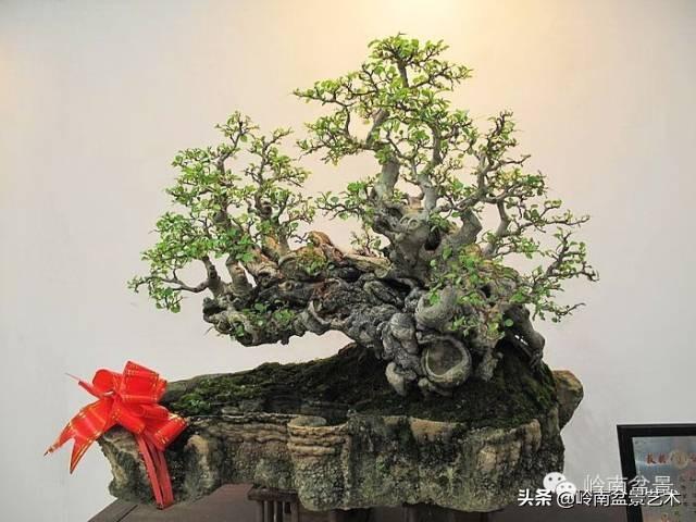 觀皮讀骨選好樹，幹古枝老殘缺美！