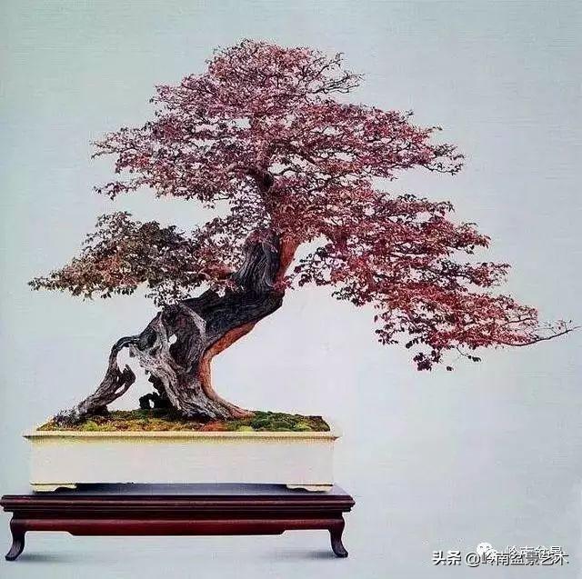 觀皮讀骨選好樹，幹古枝老殘缺美！