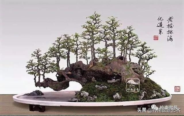 觀皮讀骨選好樹，幹古枝老殘缺美！