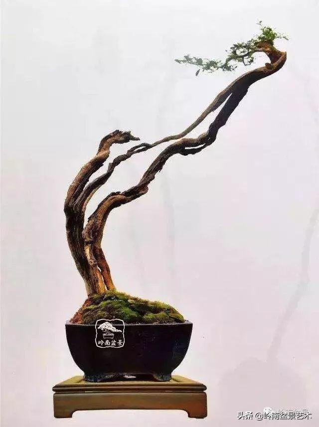 觀皮讀骨選好樹，幹古枝老殘缺美！