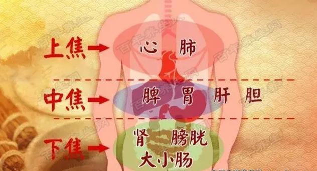 三焦在哪裡？有什麼用？收了吧！