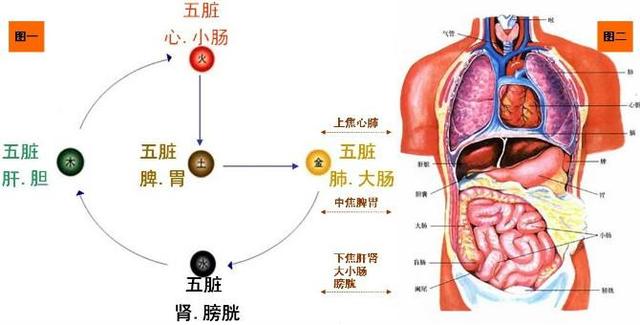 三焦在哪裡？有什麼用？收了吧！
